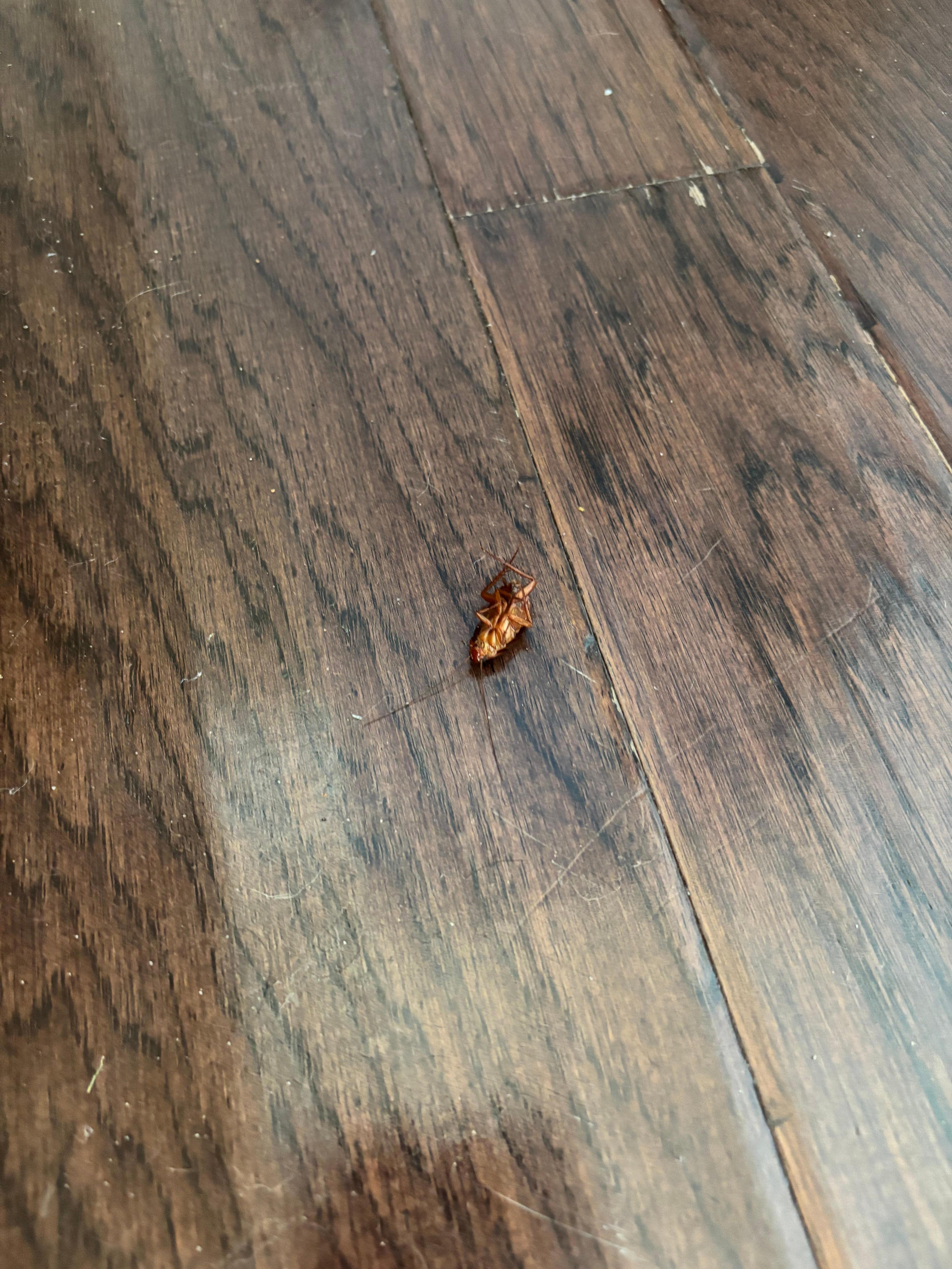 Live roach 