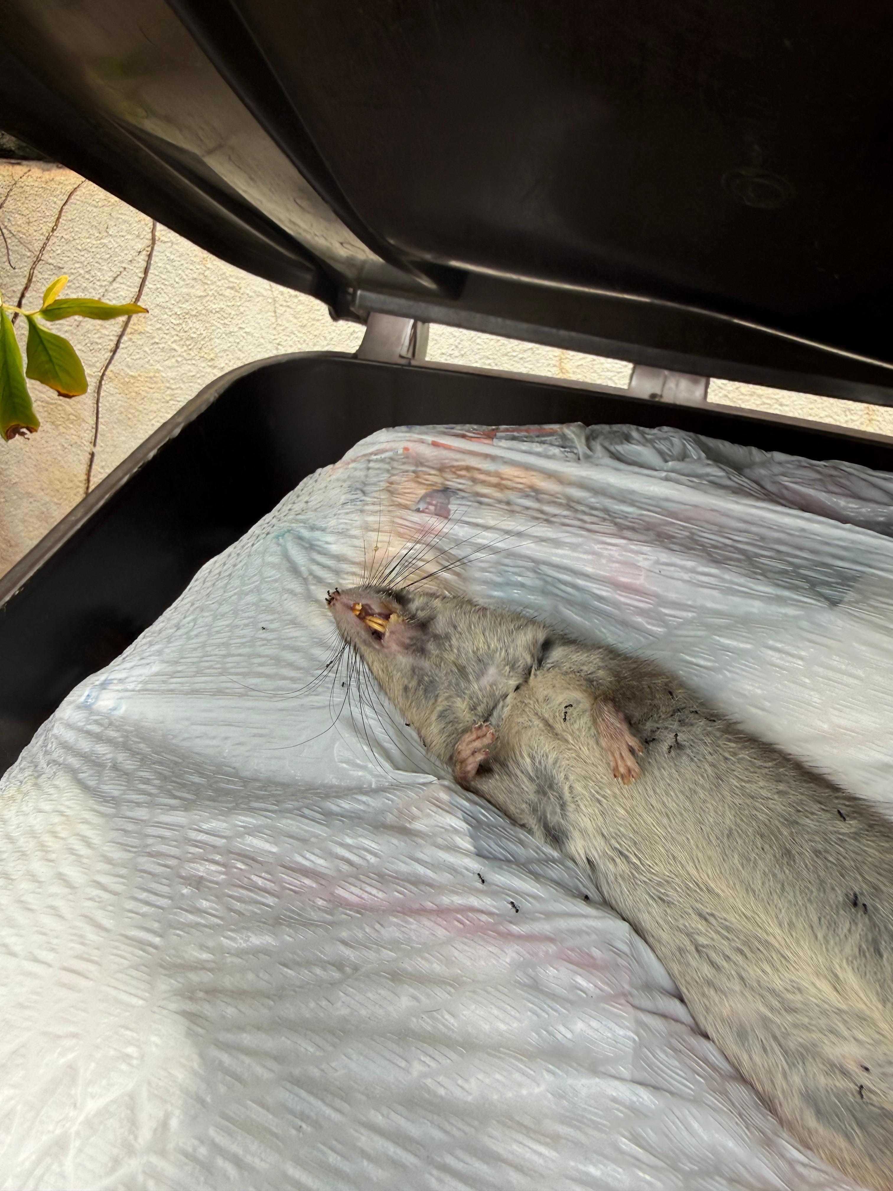 Rat we had to trap during our vacation.