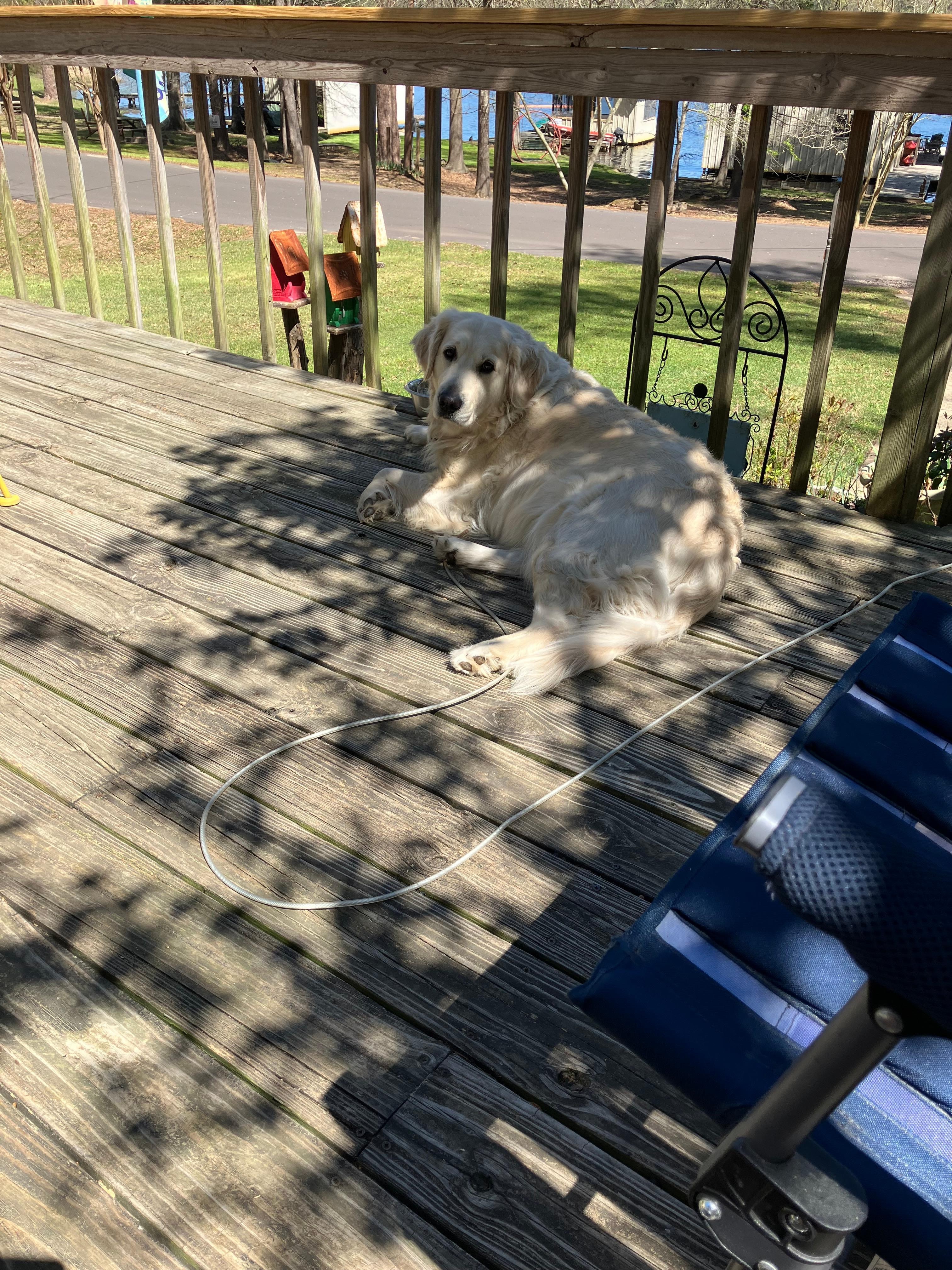 Our dog enjoying Laying on the deck