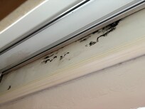 This was in our room above window, we are assuming black mold