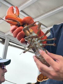 Lighthouse and lobster trapping tour , Camden