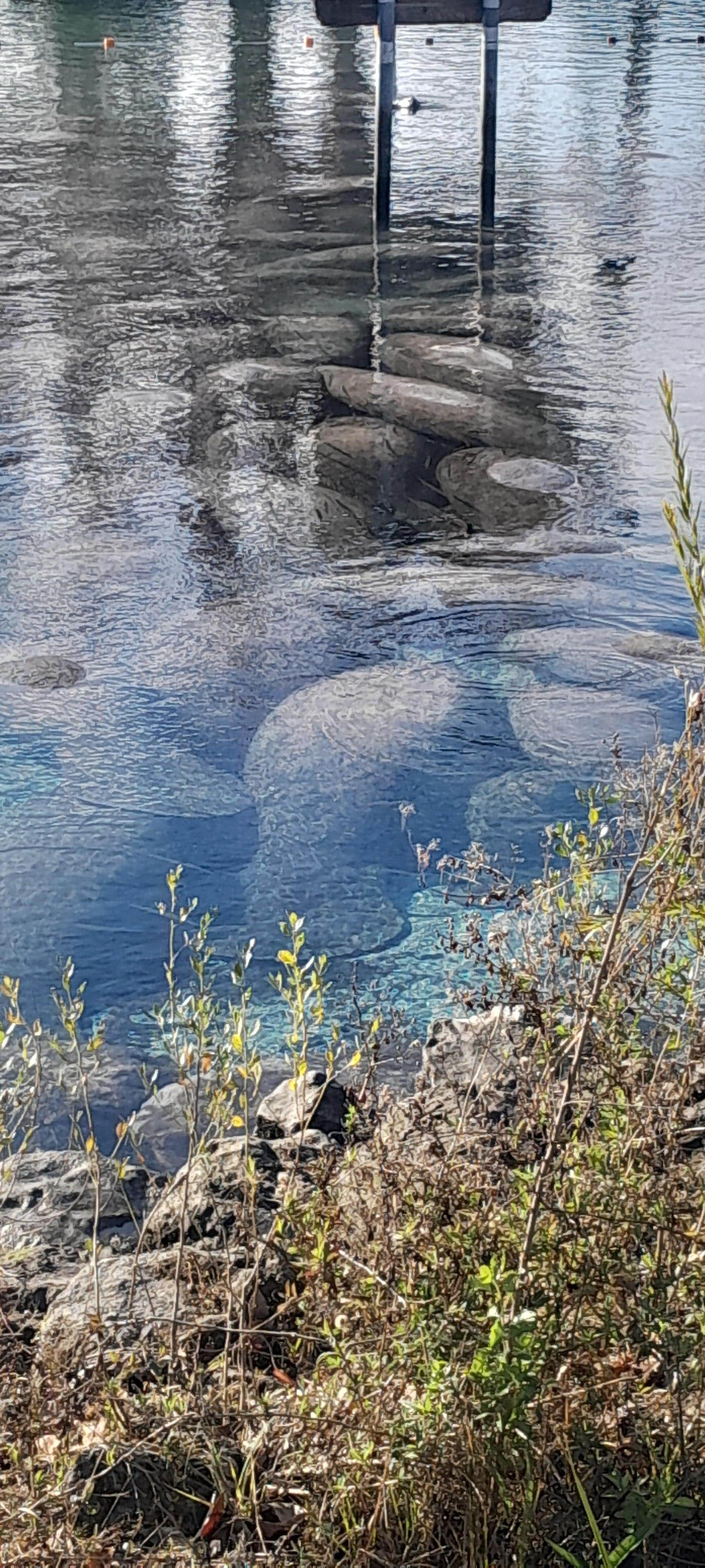 Three sisters springs on the Crystal River