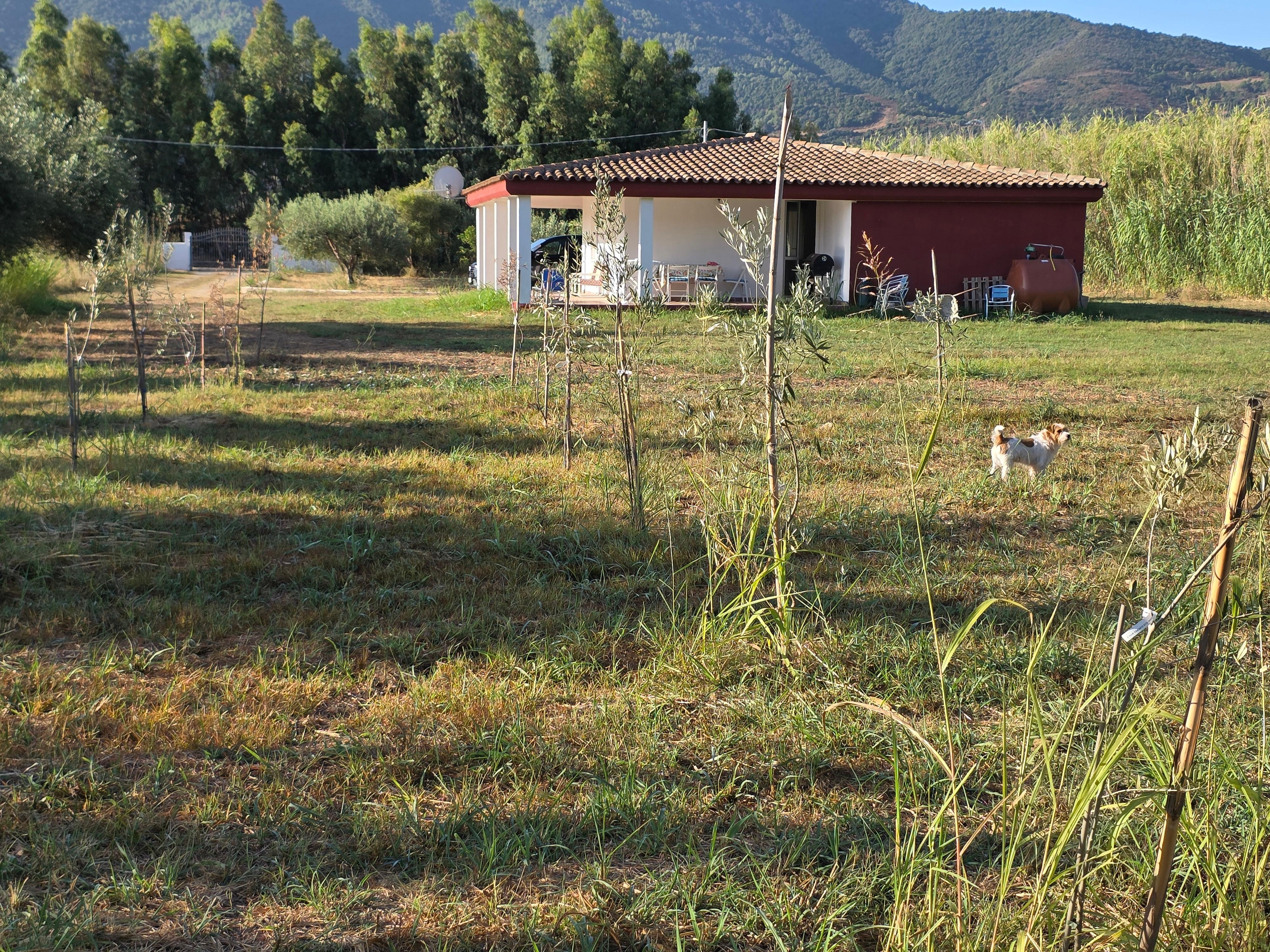 aus dem hinteren Garten (links in der Entfernung das Eingangstor)