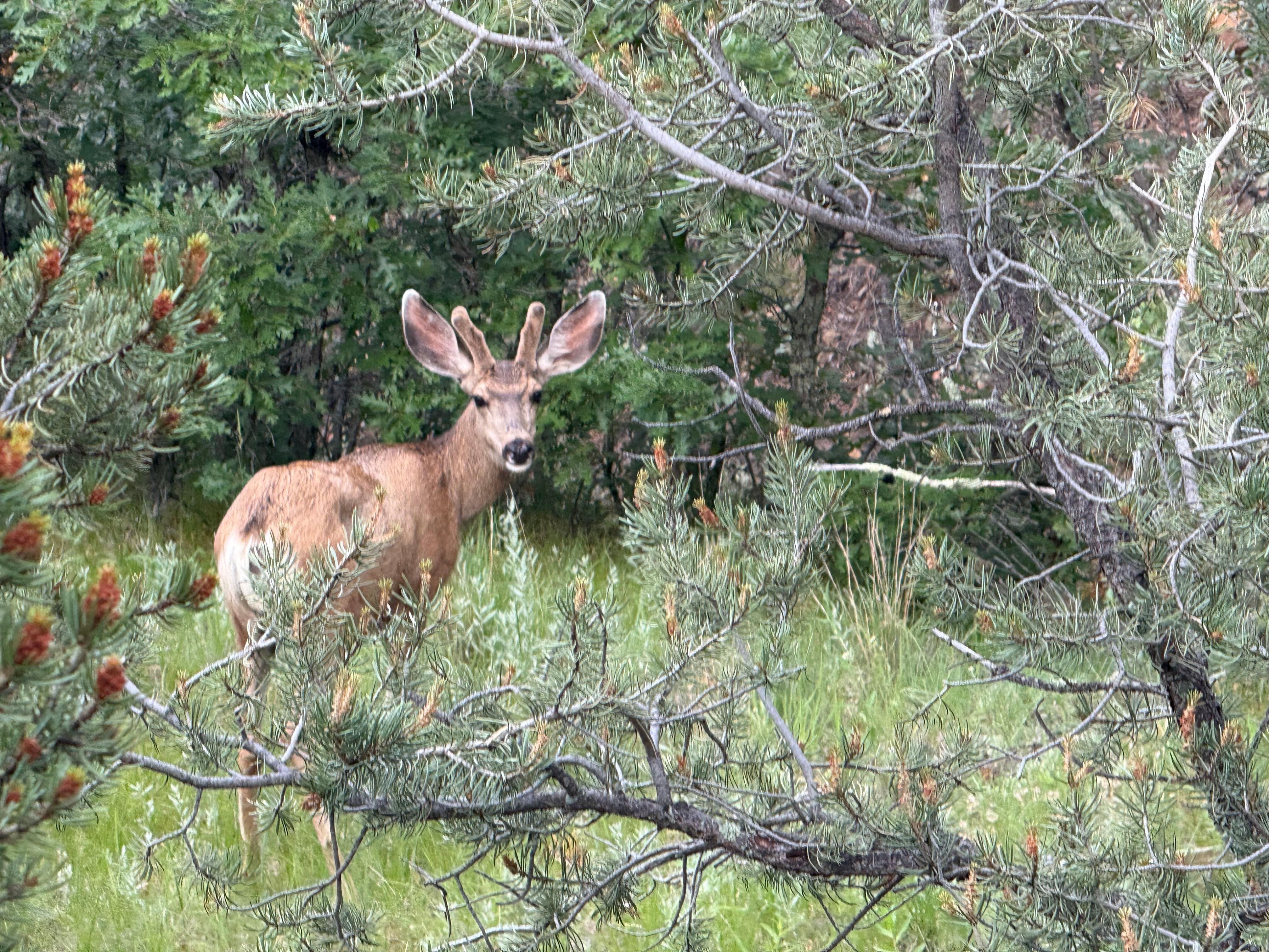 Wild life can be seen during a short walk or short drive away on walking trails in town.