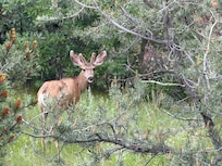 Wild life can be seen during a short walk or short drive away on walking trails in town.