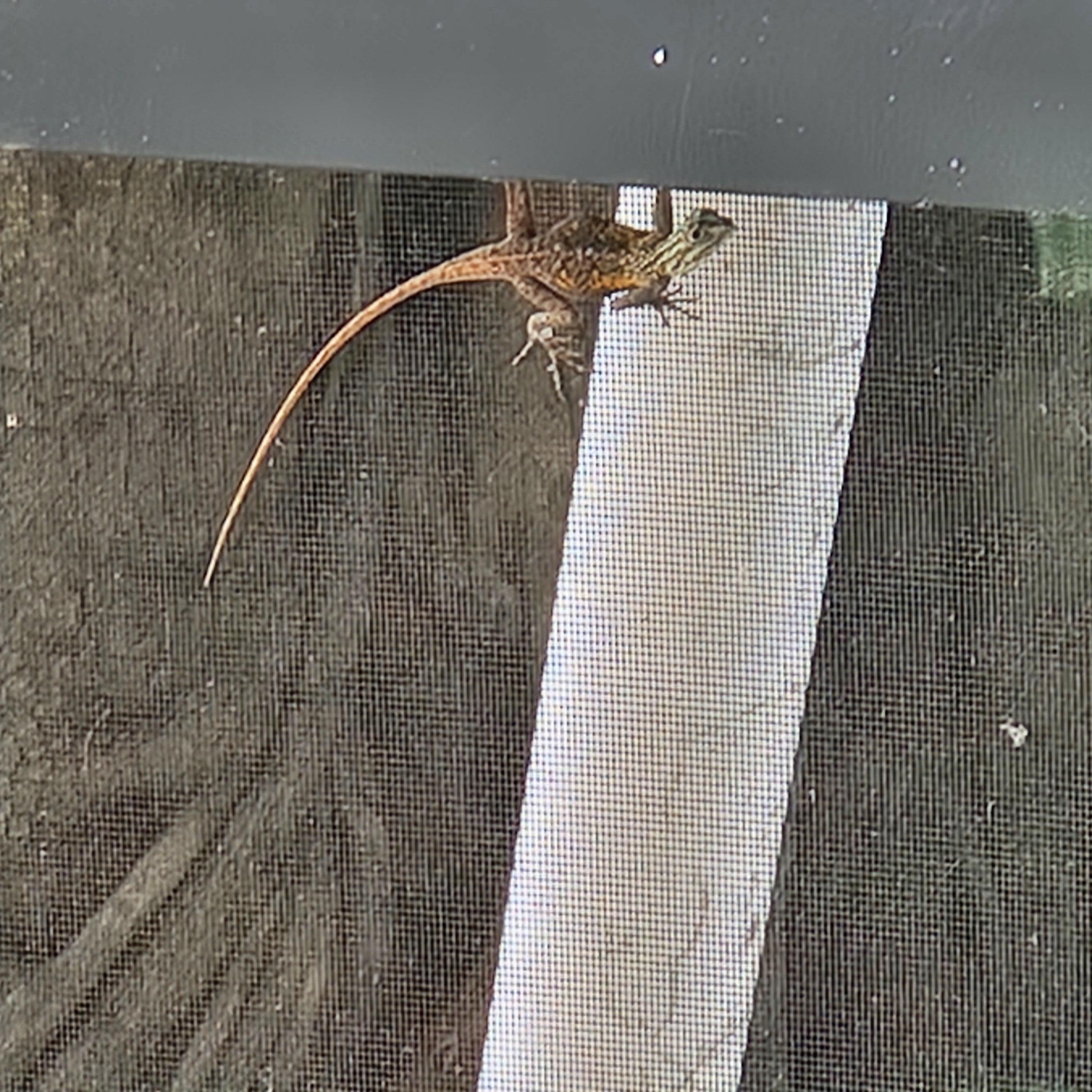 Our daily visitors along the pool.