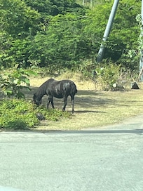 Donkeys in town