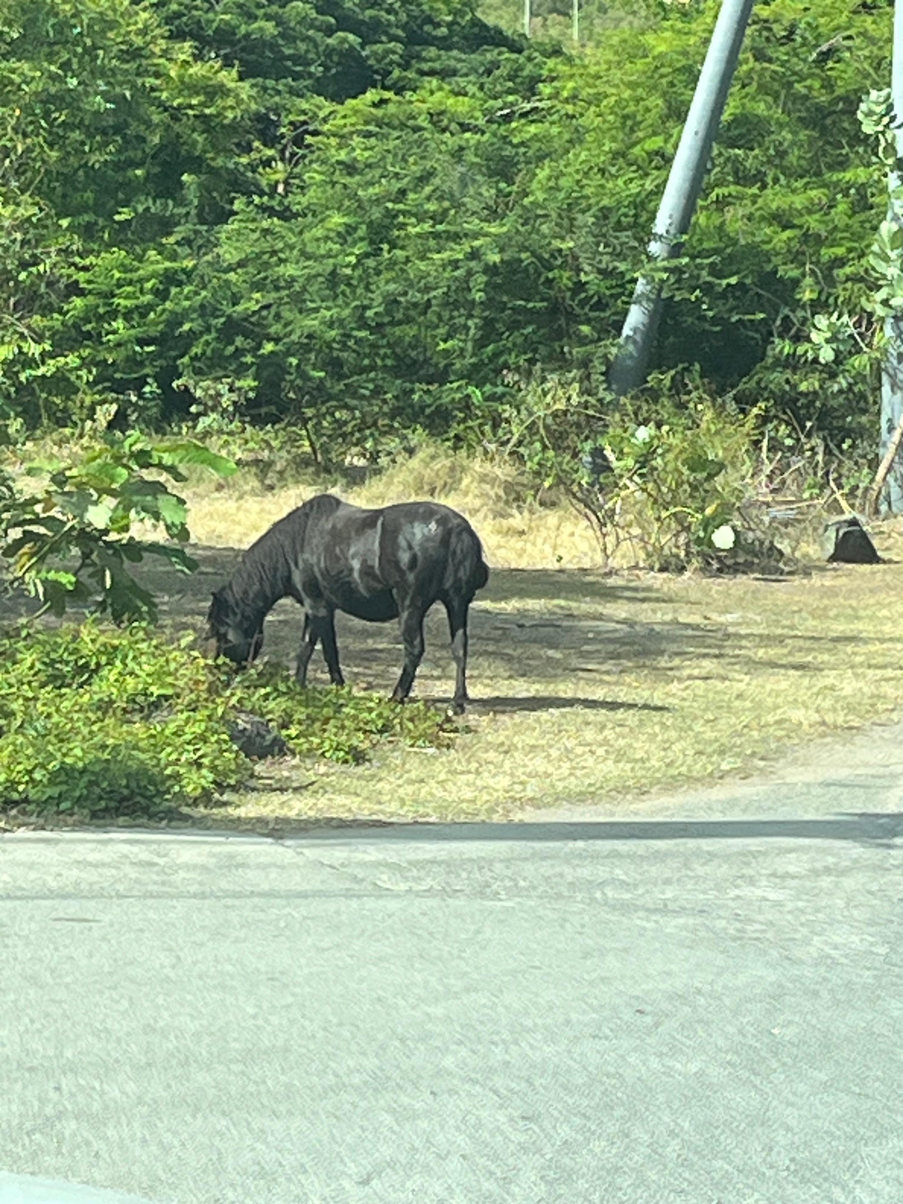 Donkeys in town