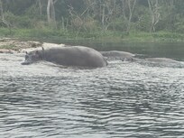 Hippos