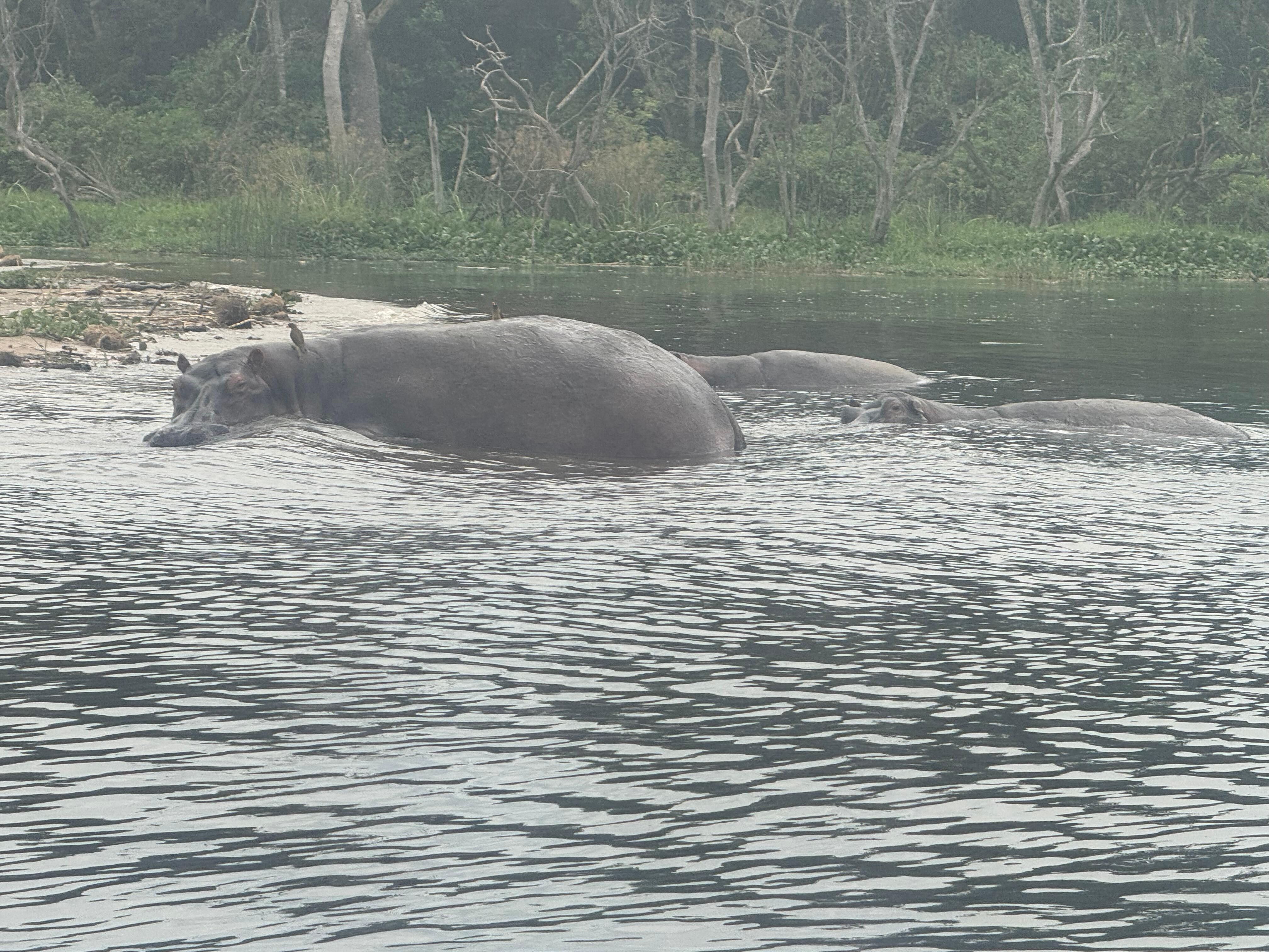 Hippos 