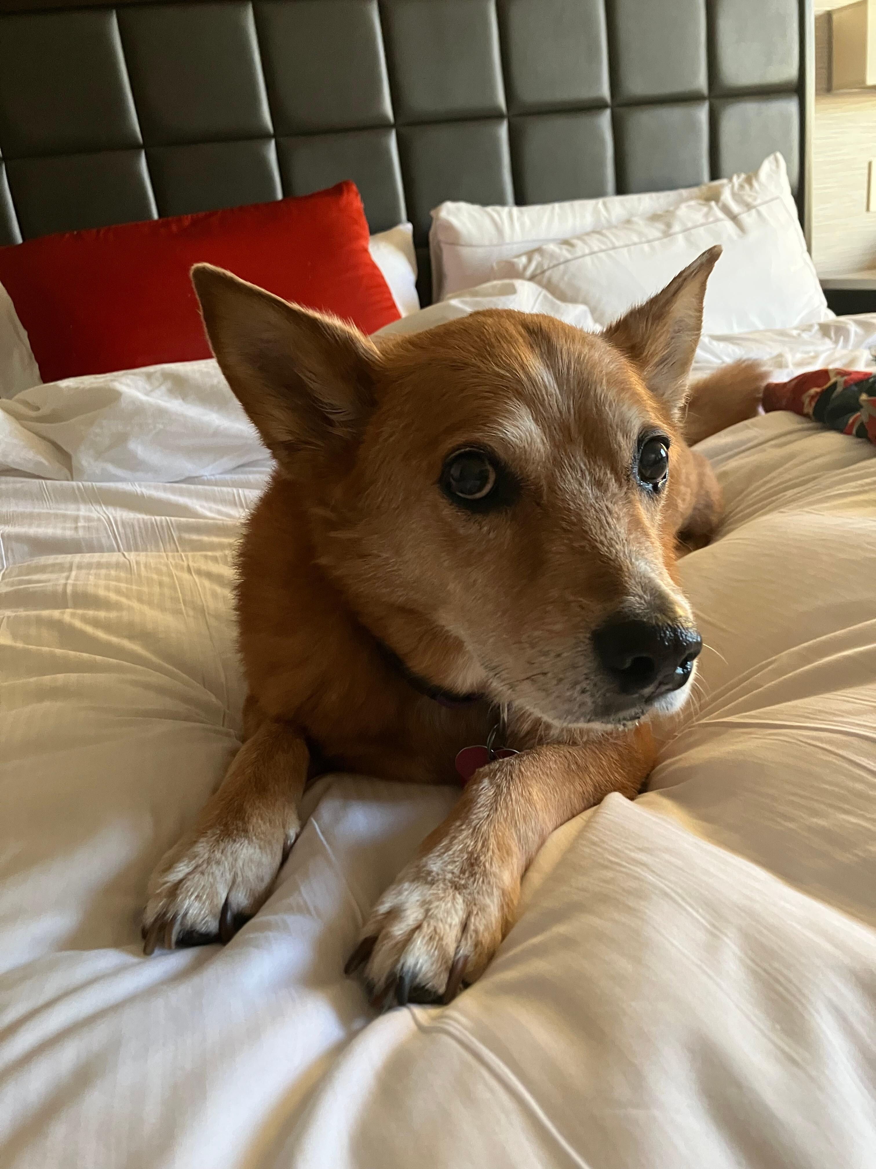 Baby Dawg jes chillin’ 