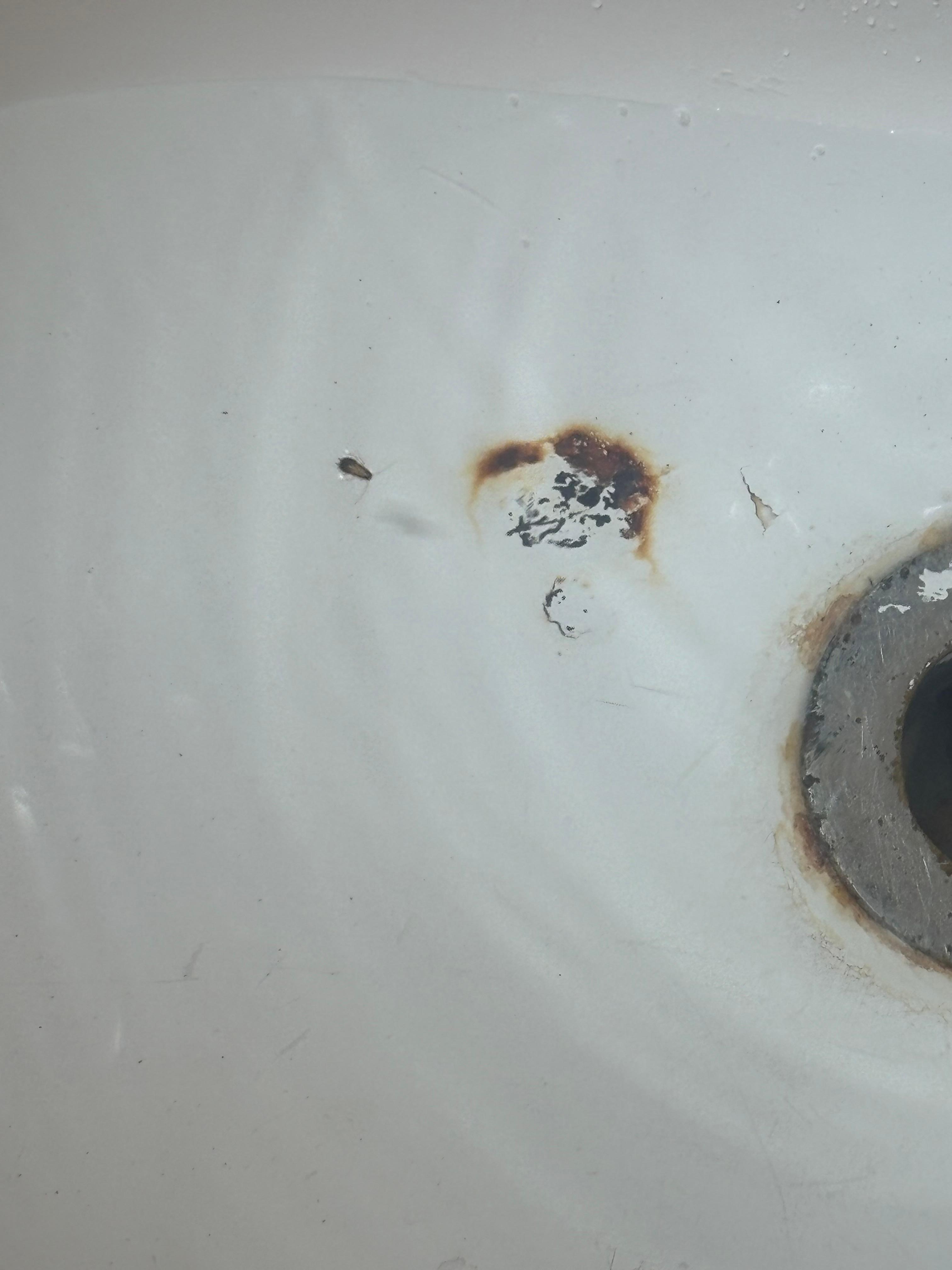 Baby roach in the shower….