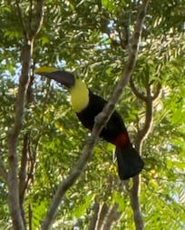 Two toucans showed up our next to last morning.
