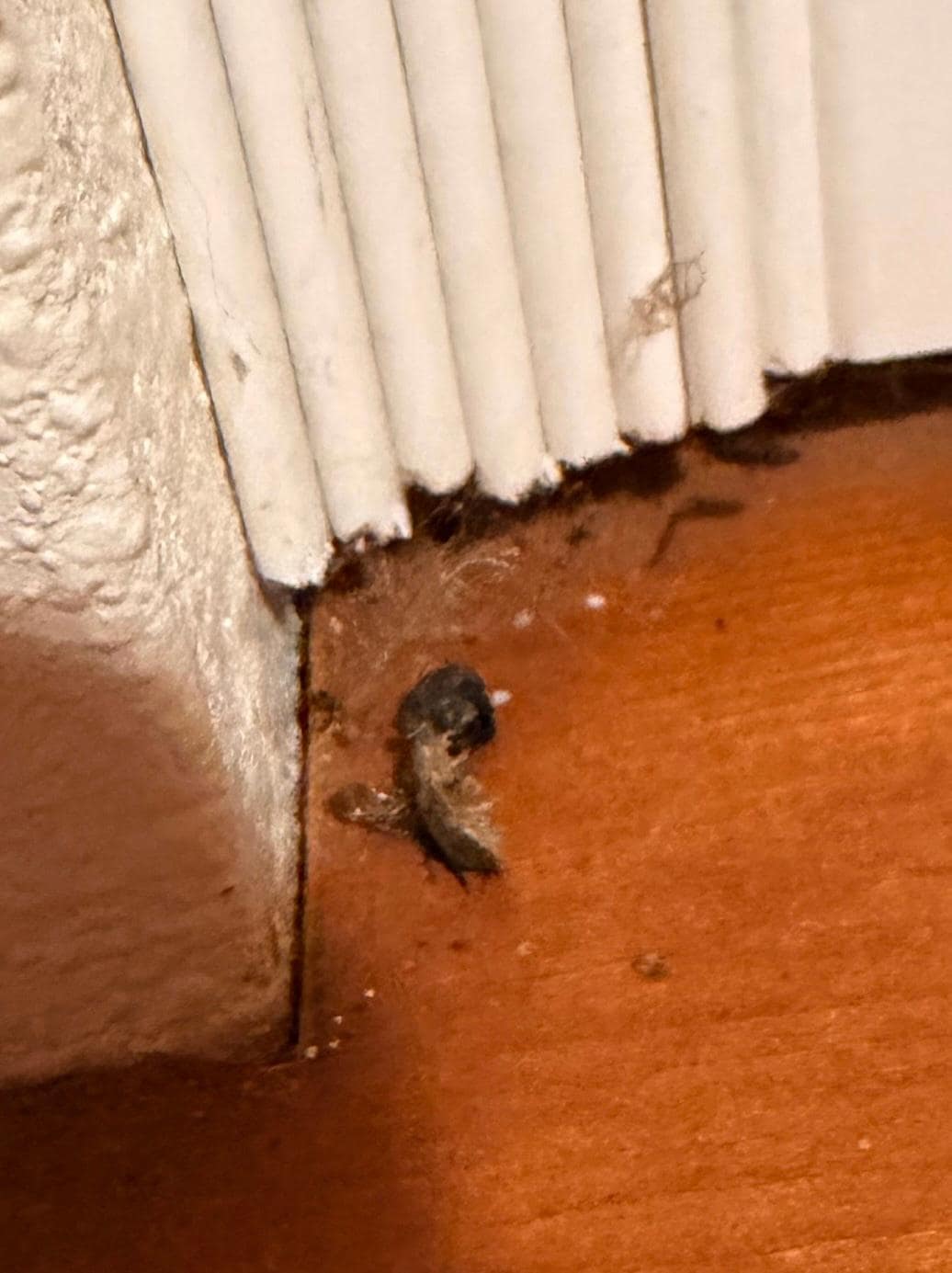 DEAD BUGS IN THE KITCHEN