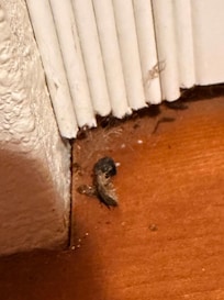 DEAD BUGS IN THE KITCHEN