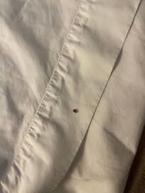 The bedbug.