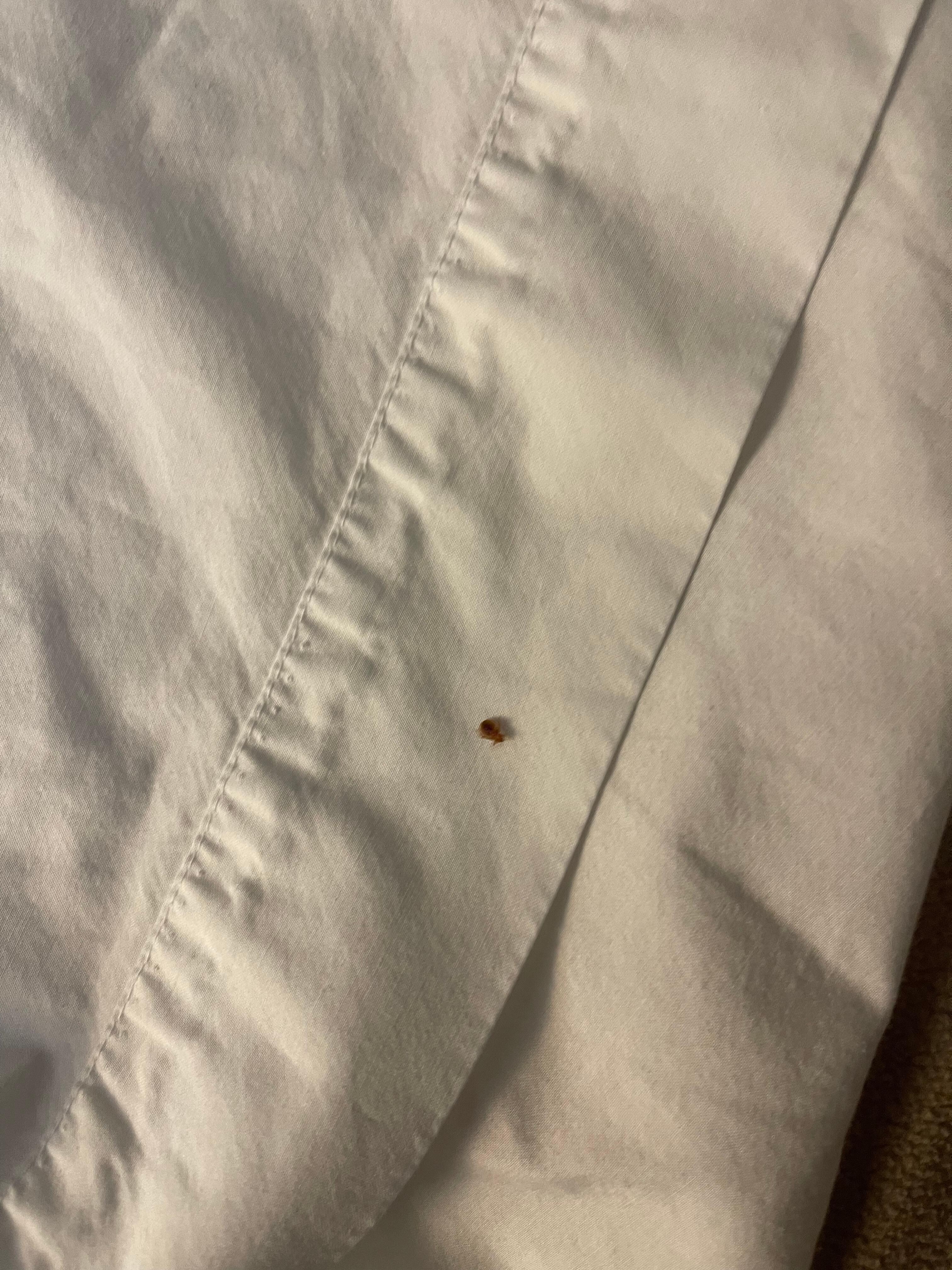 The bedbug.