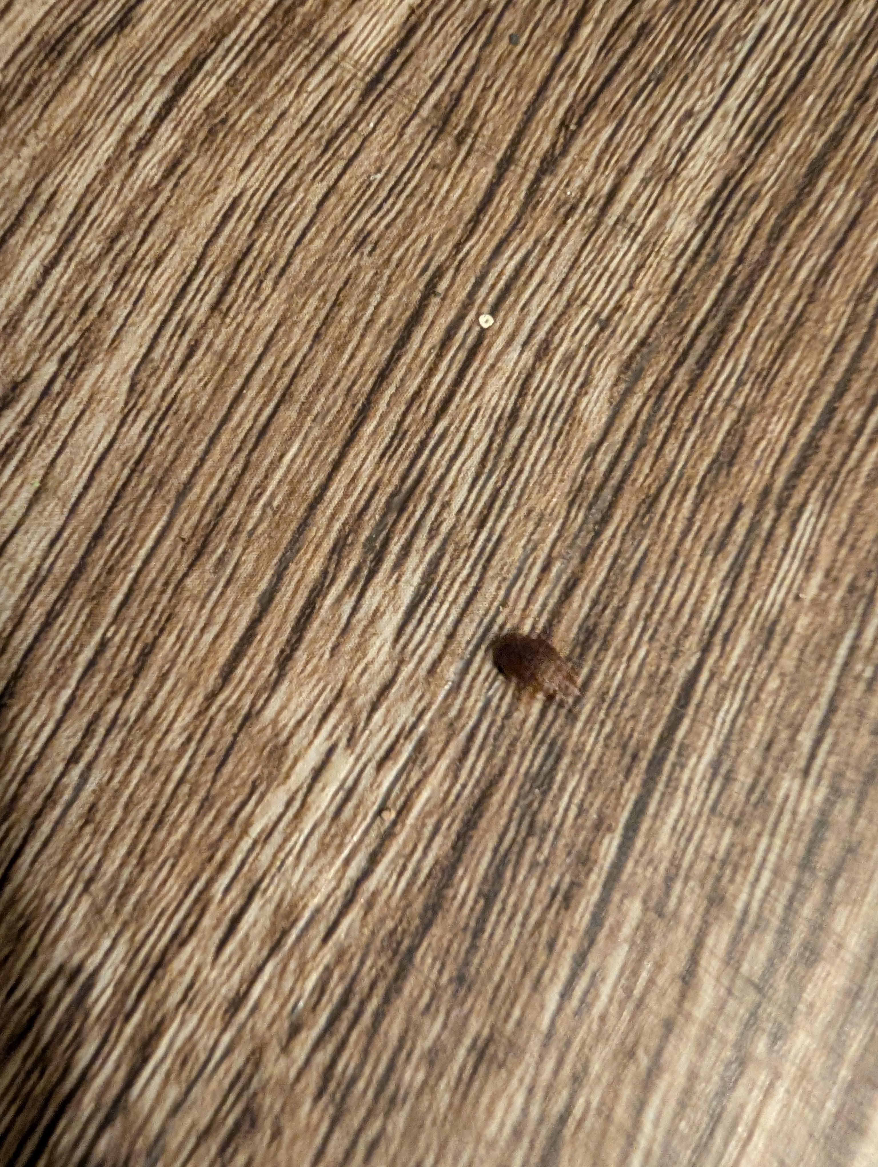 bed bugs