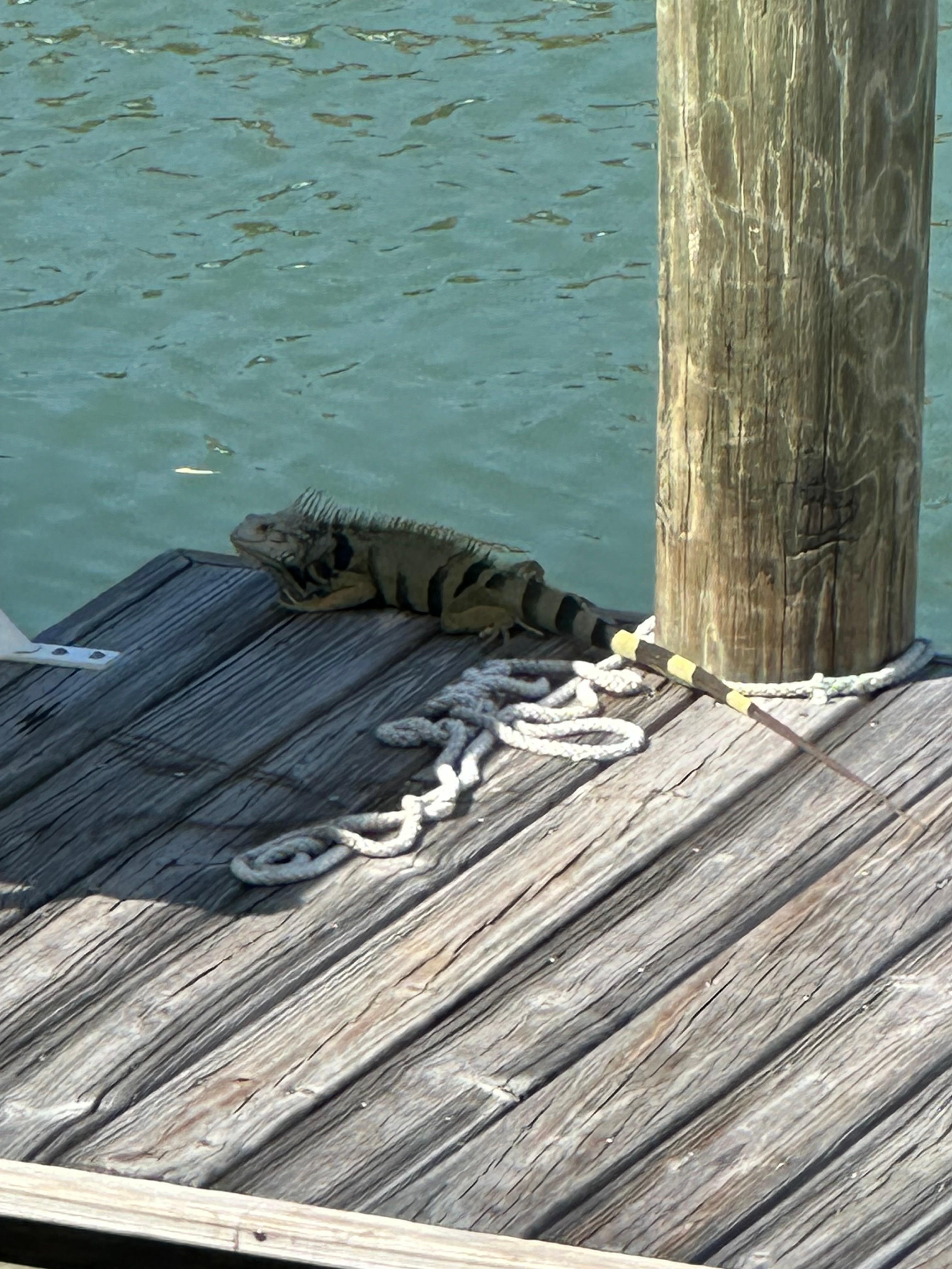 We had a friend on the dock our fist day. 