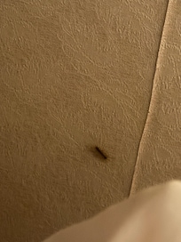 Bug No. 1