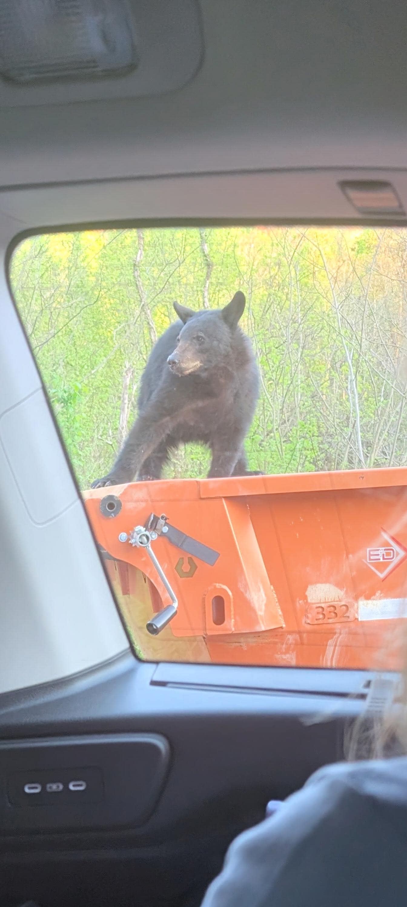 A close encounter with the local fauna