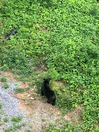 Spotted a bear from our balcony
