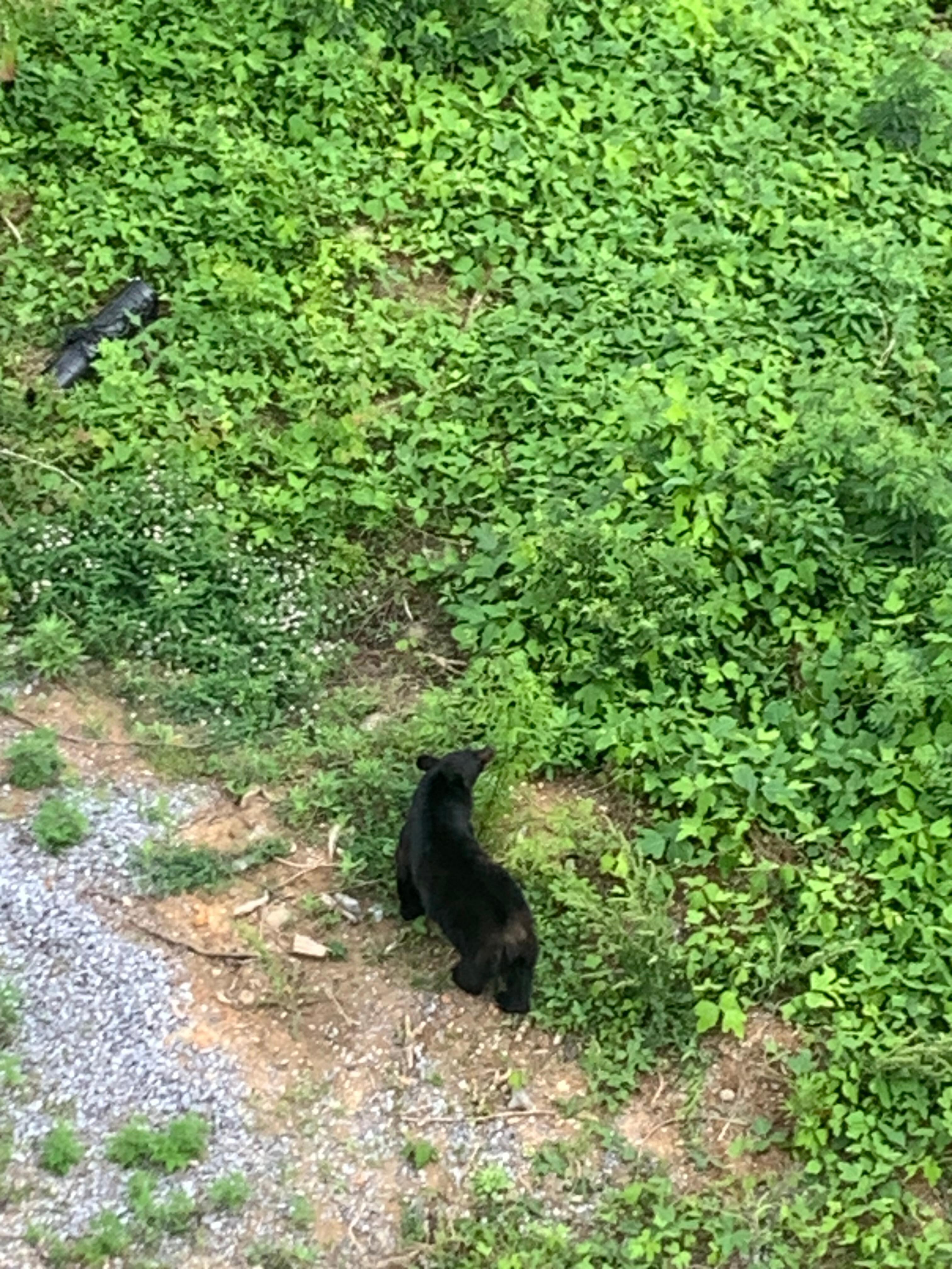 Spotted a bear from our balcony