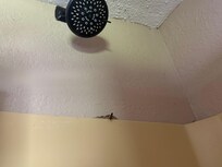 wasp in nest in the shower