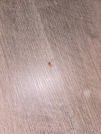 Roach issue killed on room floor.