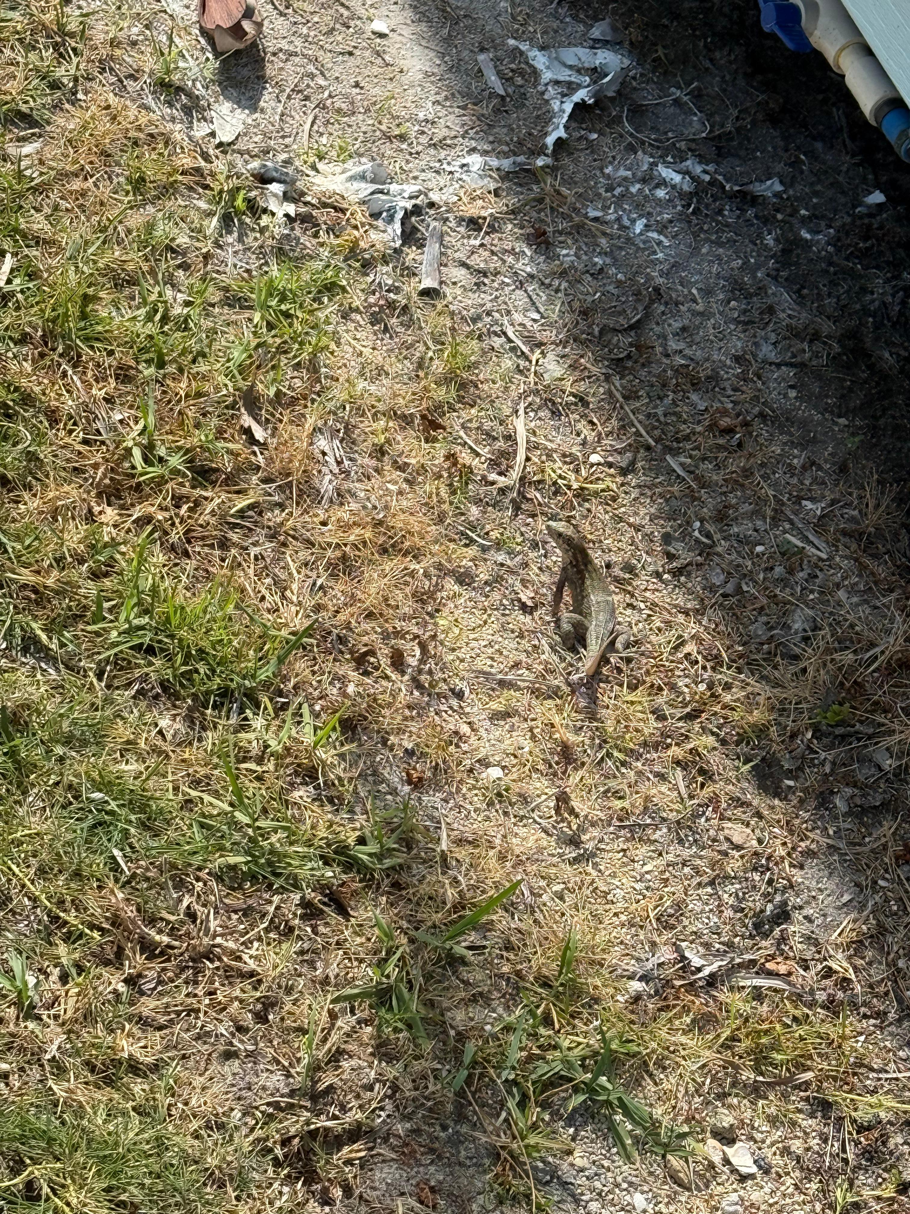 Cute lizard 