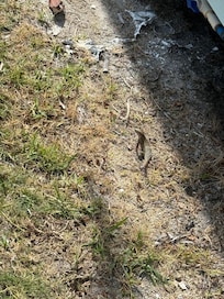Cute lizard