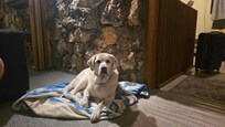 Our pup enjoy the amazing internal rock wall.