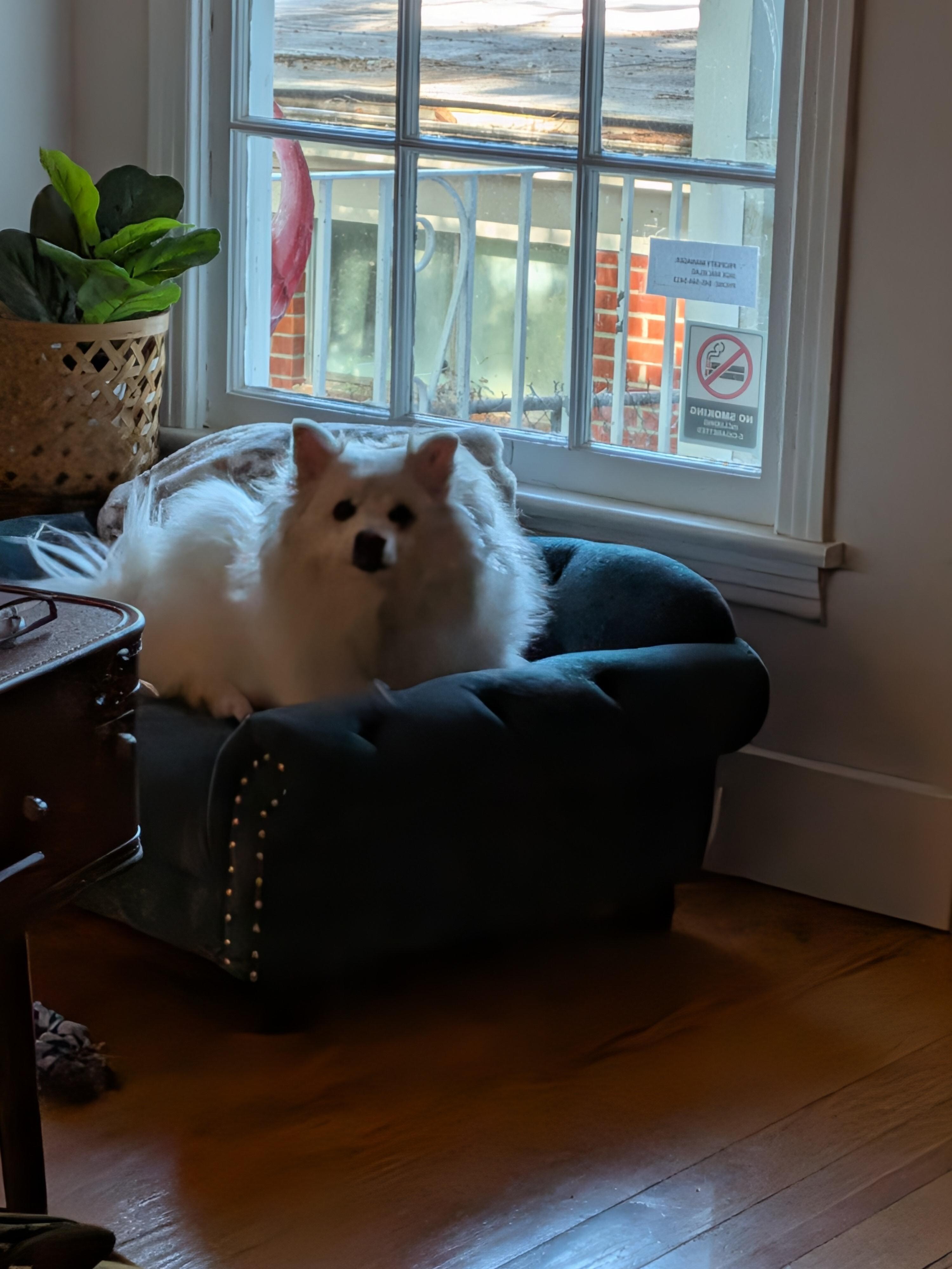 Ralphie appreciated the dog couch!