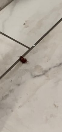 roach i had to kill in our room