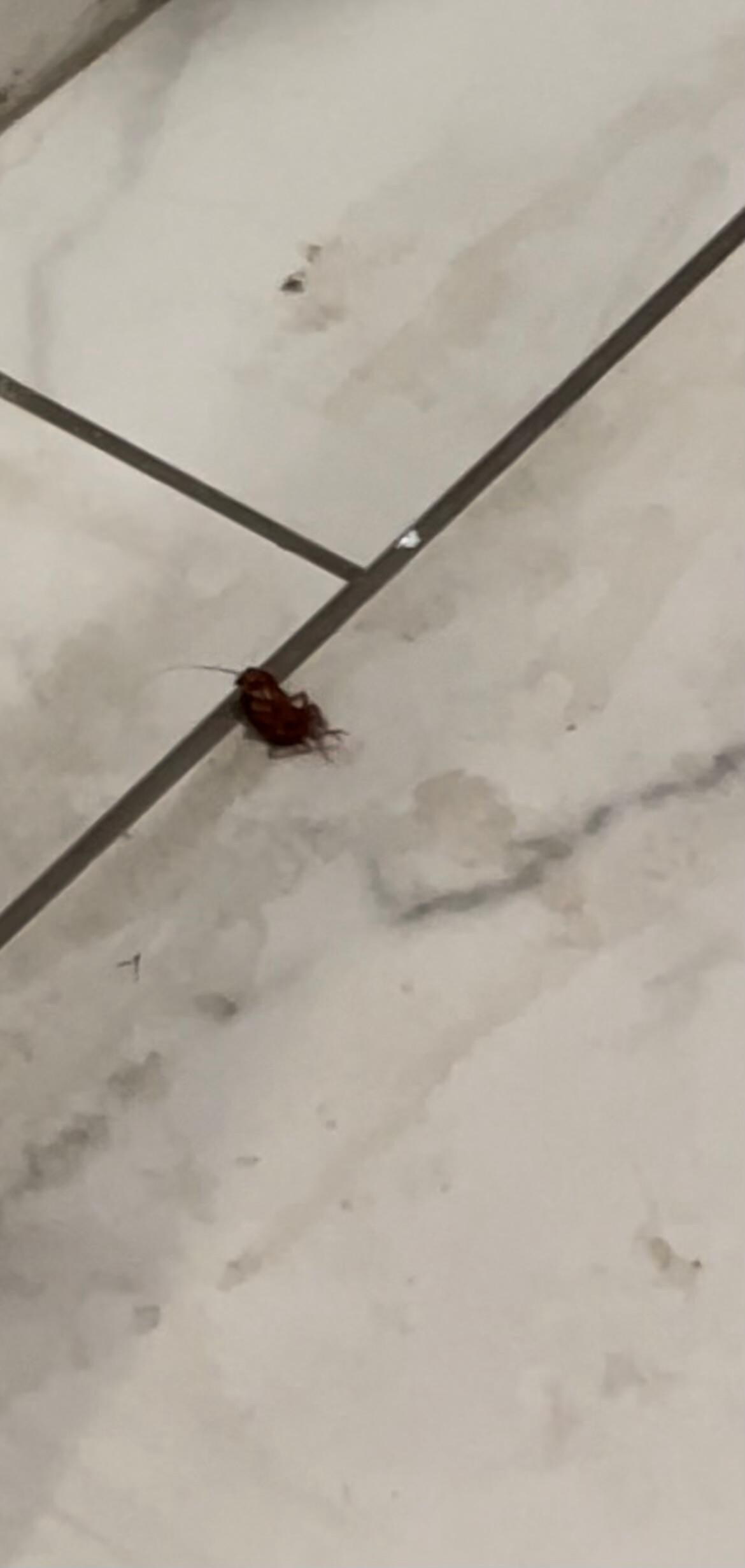roach i had to kill in our room