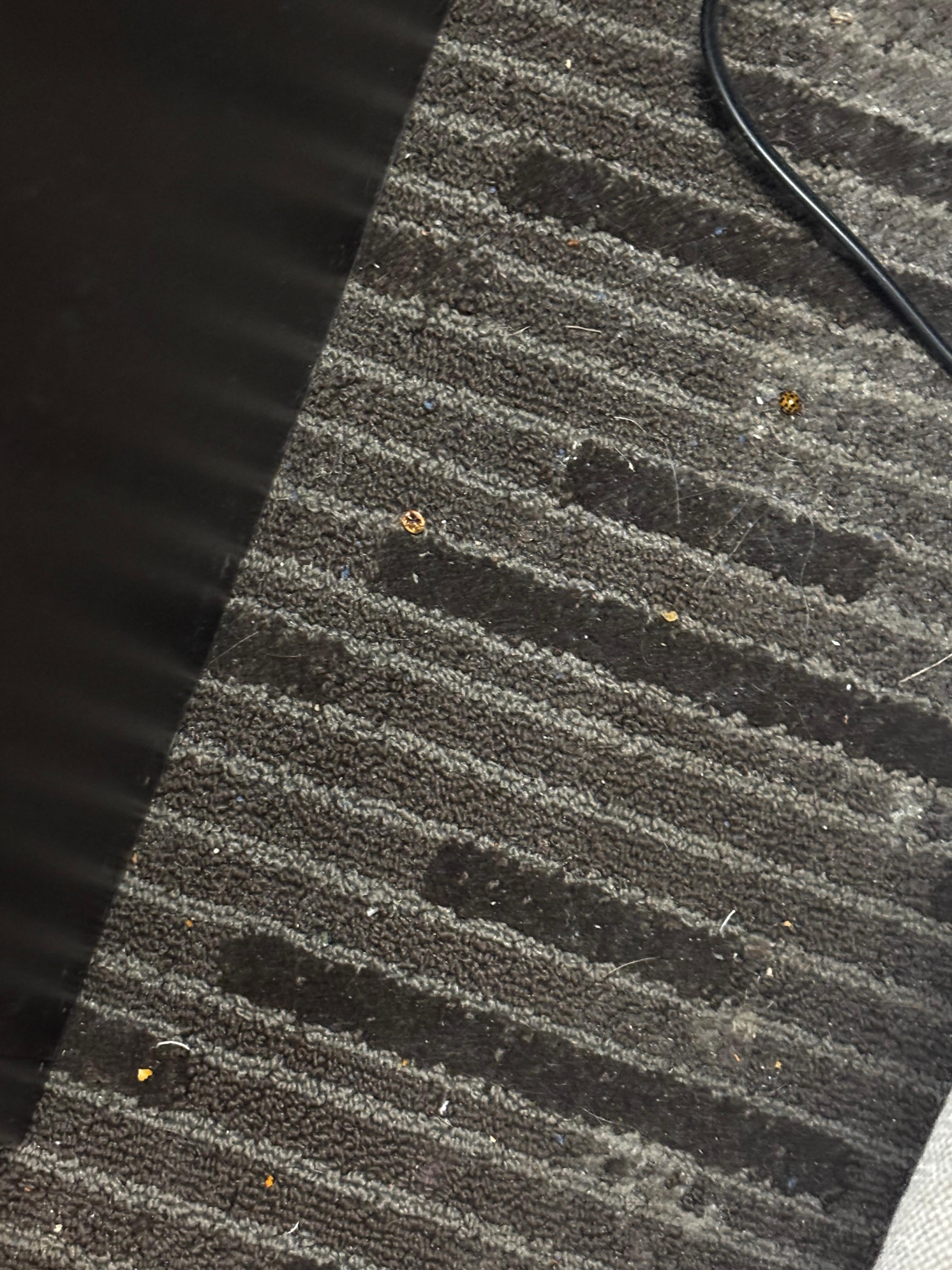 carpet not vacuum 