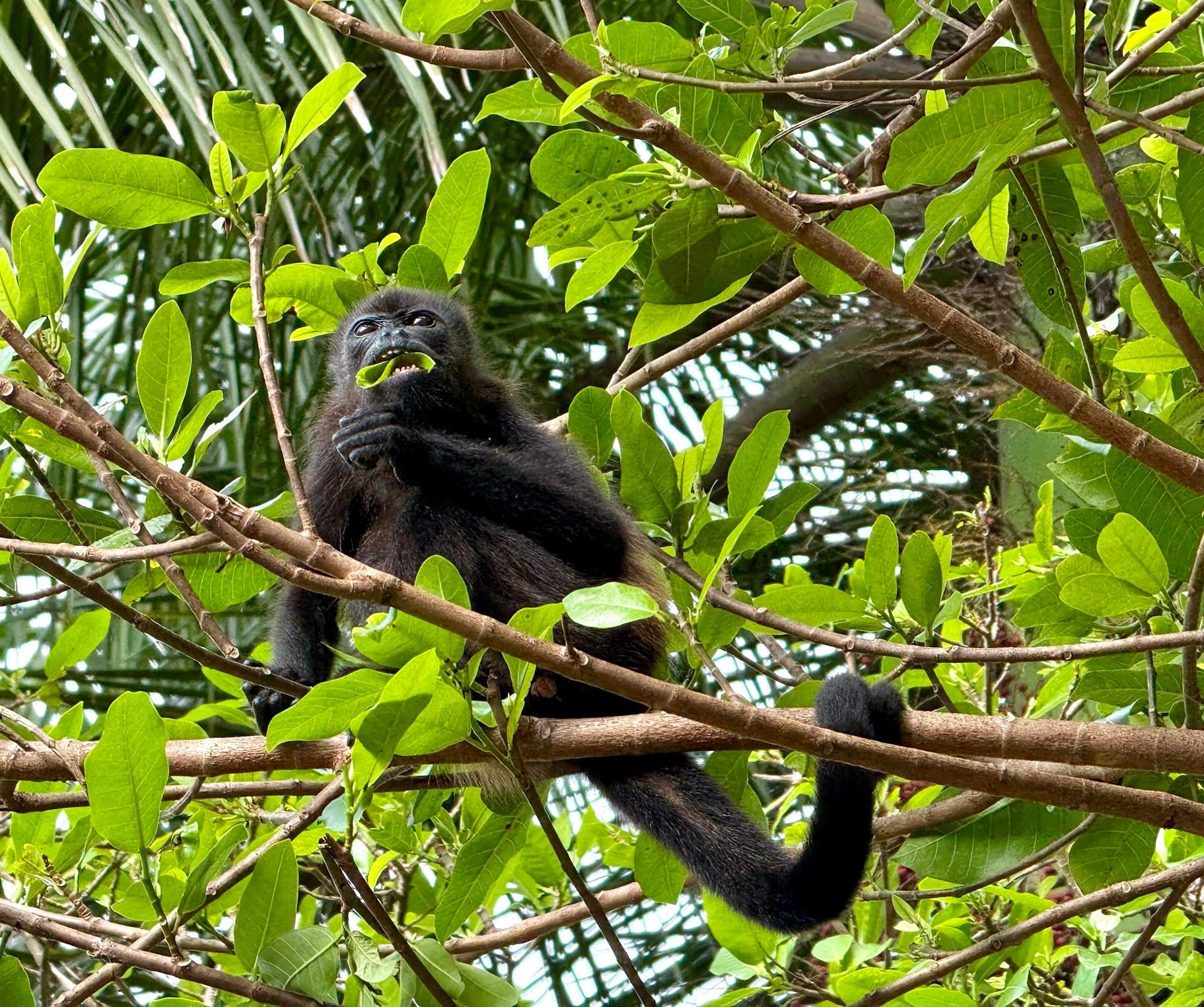 Monkeys in the yard every day