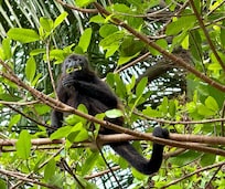 Monkeys in the yard every day