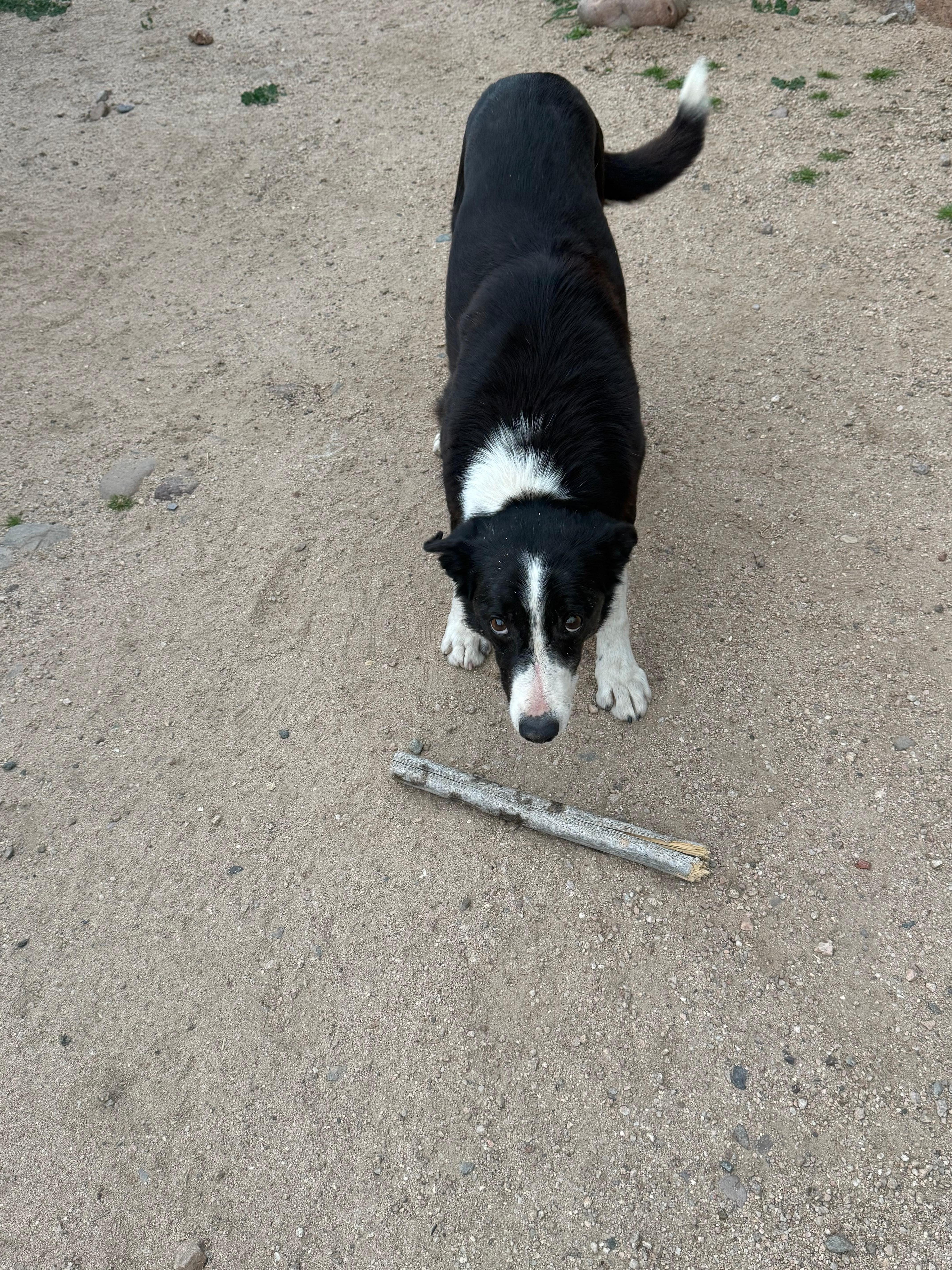 Ranch dog, Turk. Fetch is his favorite game. He got skunked one of the nights, poor buddy. 