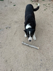 Ranch dog, Turk. Fetch is his favorite game. He got skunked one of the nights, poor buddy.