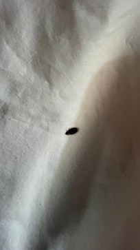 One of the bugs in the bed. The others were in my daughter's bed. She slept on the floor when she saw something crawling!
