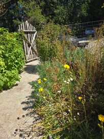 Front yard