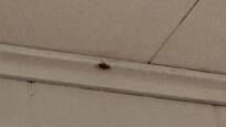 Cockroach in the kitchen