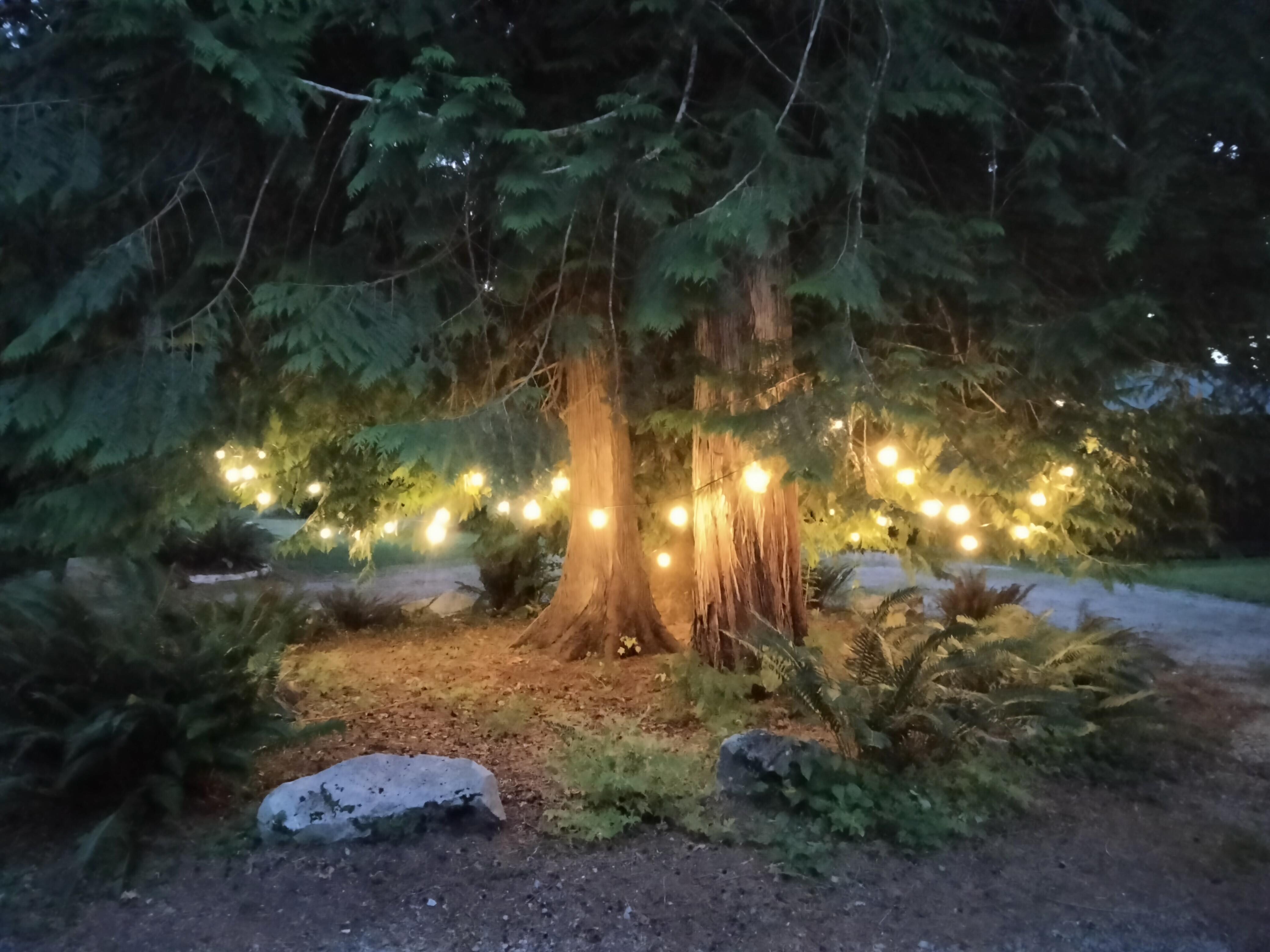 Fairy lights out front 