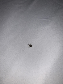 This one was on the bed