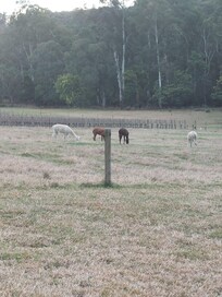 Alpacas out our front door