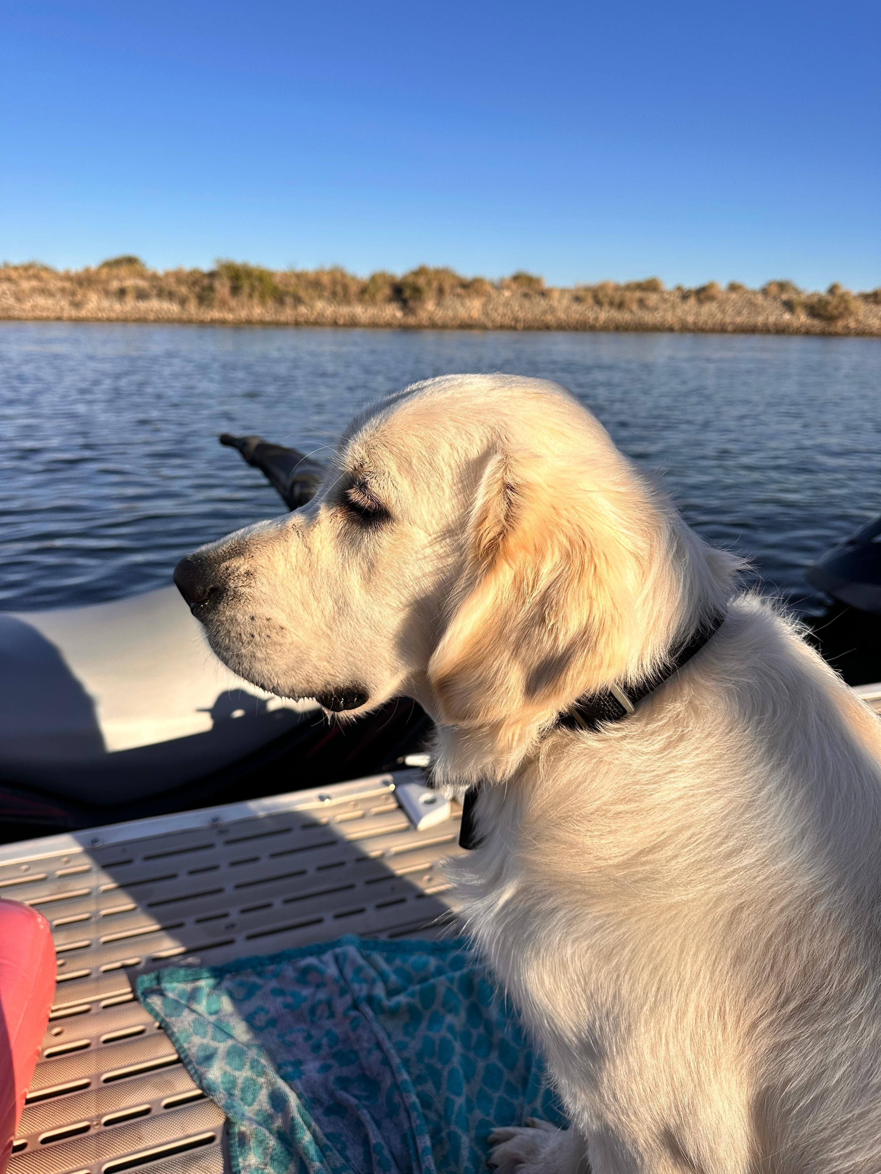My golden retriever enjoyed every part of the river. He was watching us on the jet ski. 