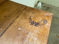 Racoon poop in garage