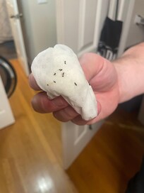 One of many paper towels full of ants.