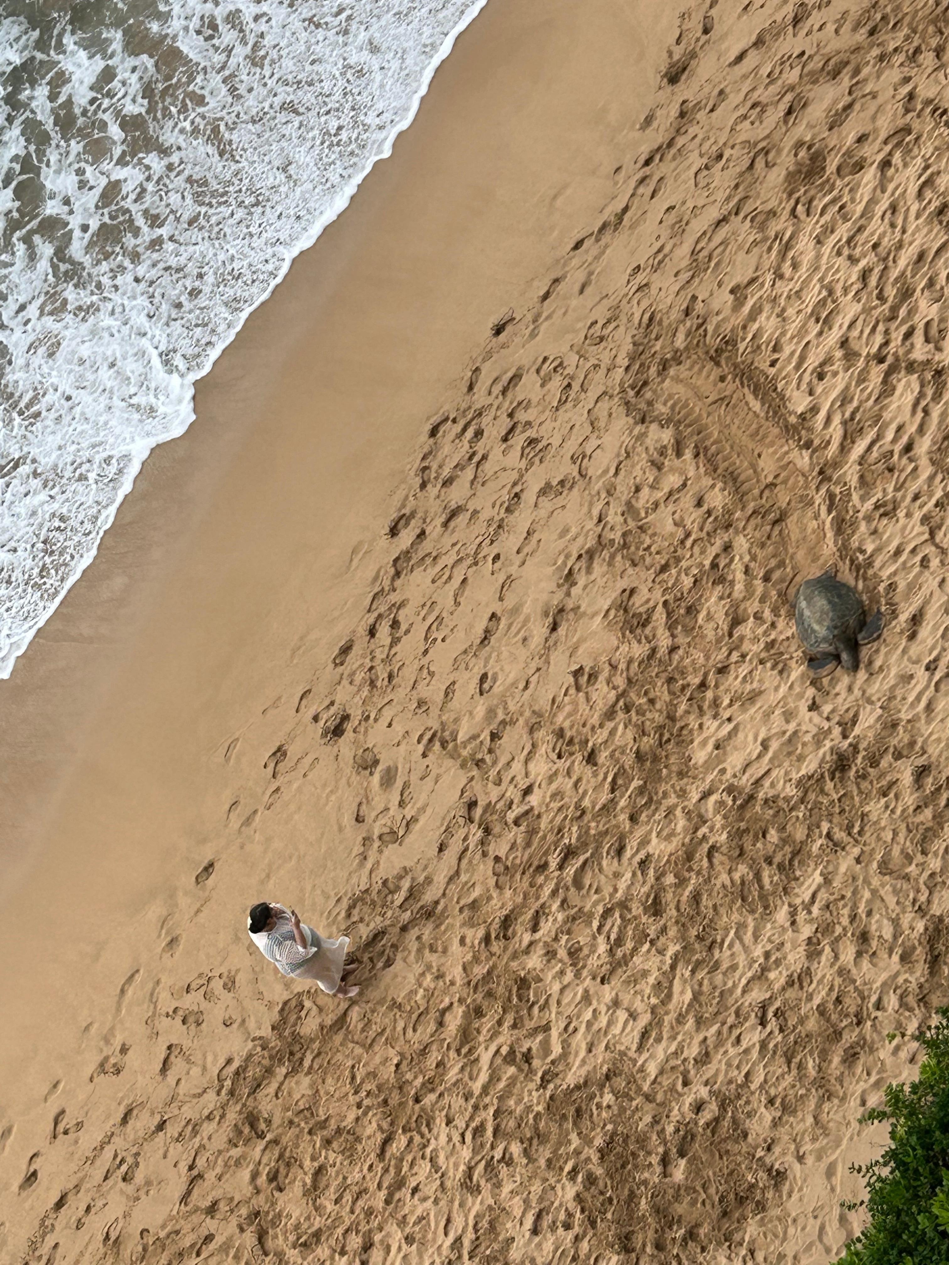 Sea turtle viewed from lanai. 